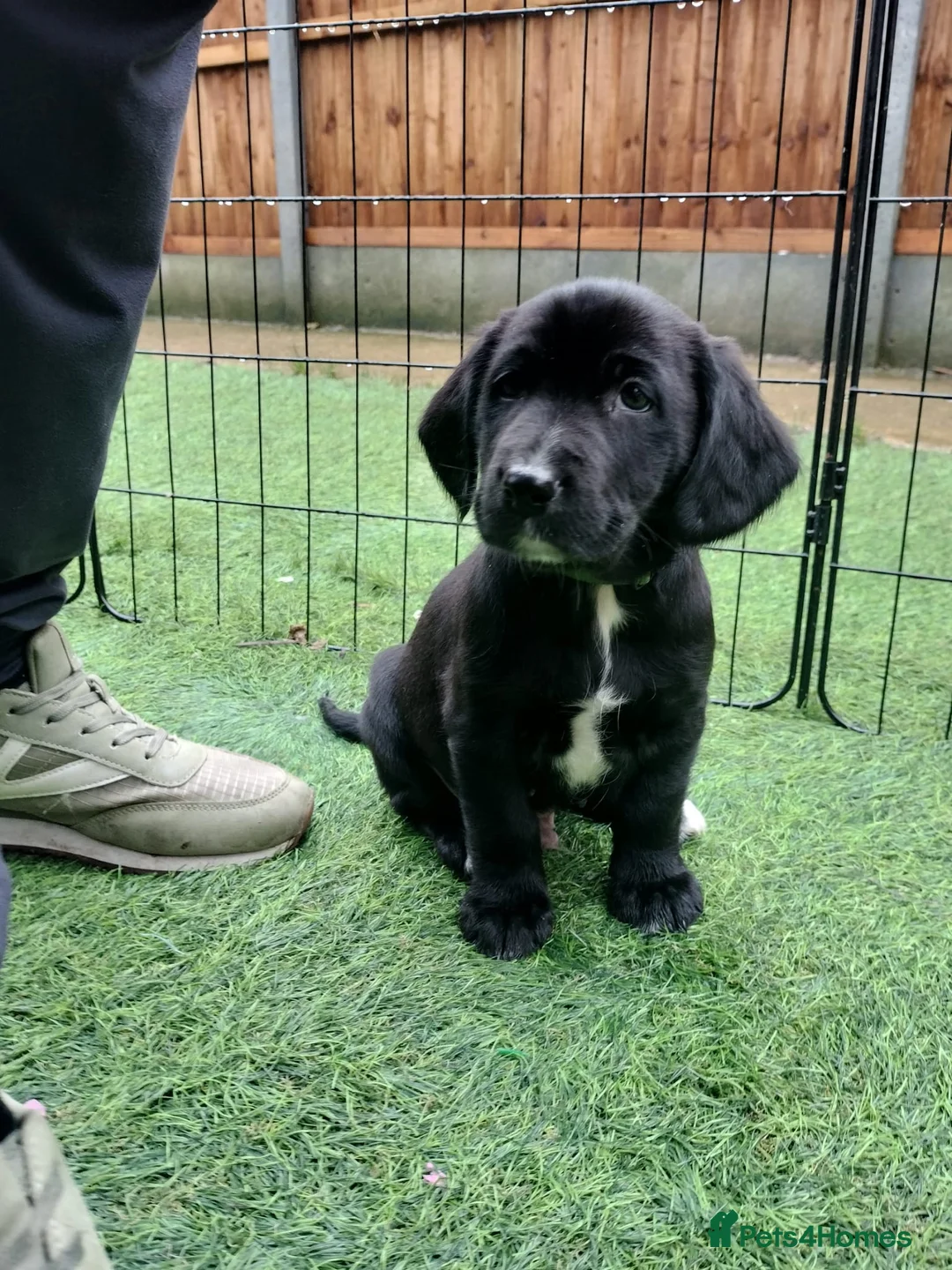 Mixed Breed dogs for sale: Cocker Spaniel x Border Collie Pups in Edgware - Advert 11