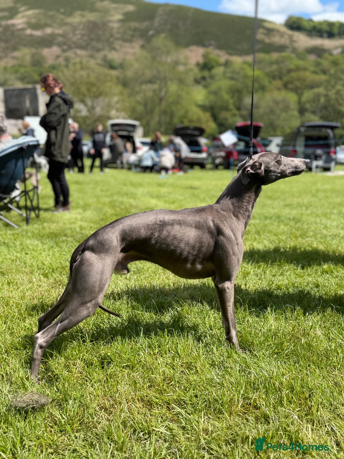 Whippet dogs for stud: KC Proven Whippet Dog For Stud - Advert 2