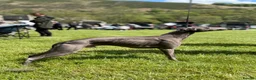 Whippet dogs for stud: KC Proven Whippet Dog For Stud in Blaenau Ffestiniog - Advert 1