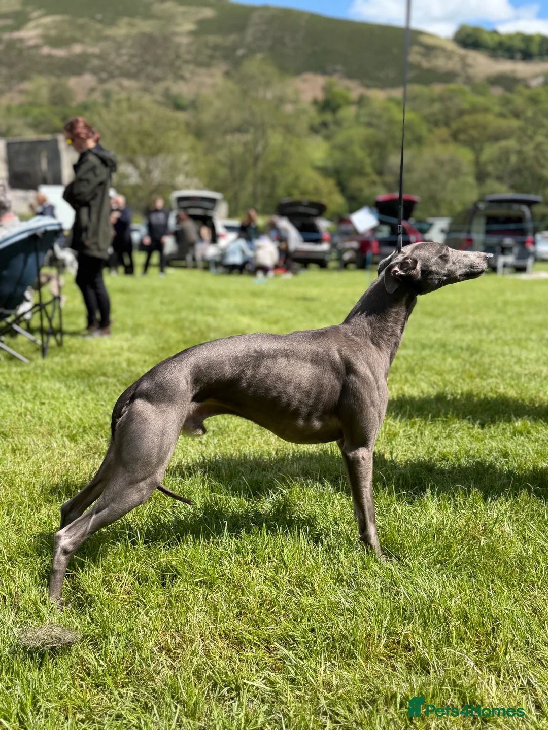 Whippet dogs for stud: KC Proven Whippet Dog For Stud in Blaenau Ffestiniog - Advert 1