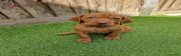 Hungarian Vizsla dogs for sale: Hungarian Vizsla Puppies KC Registered - Advert 17