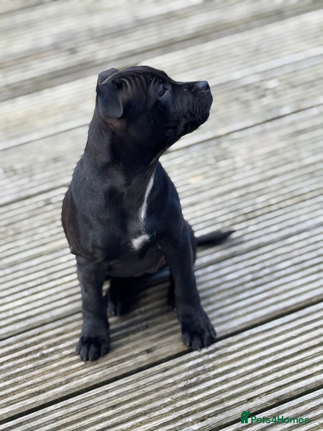 Staffordshire Bull Terrier dogs for sale: Staffordshire bull terrier  - Image 2