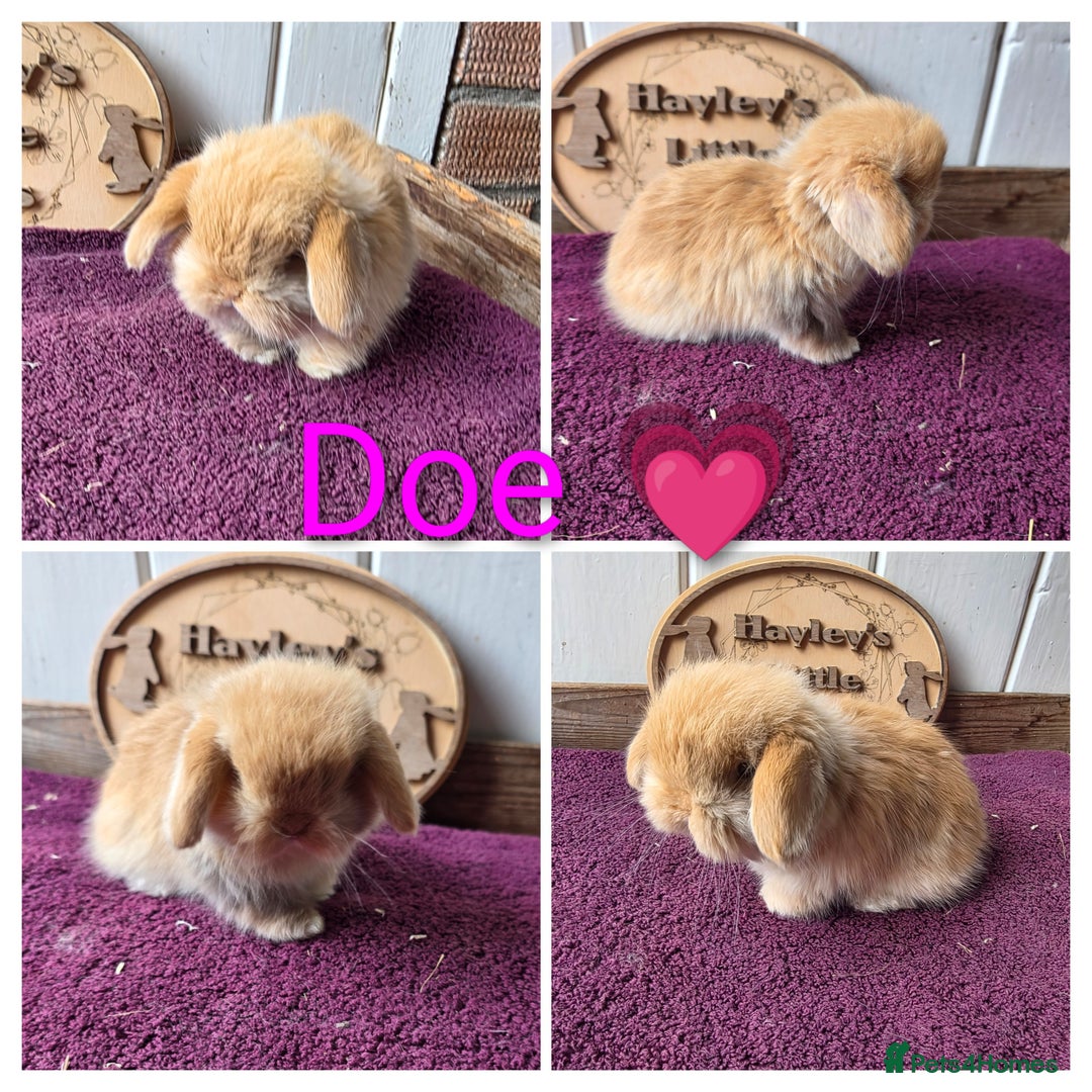 Mini Lop rabbits for sale: Gorgeous pure breed mini lops  - Image 3