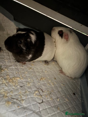 Guinea Pig rodents in Paignton - Advert 7