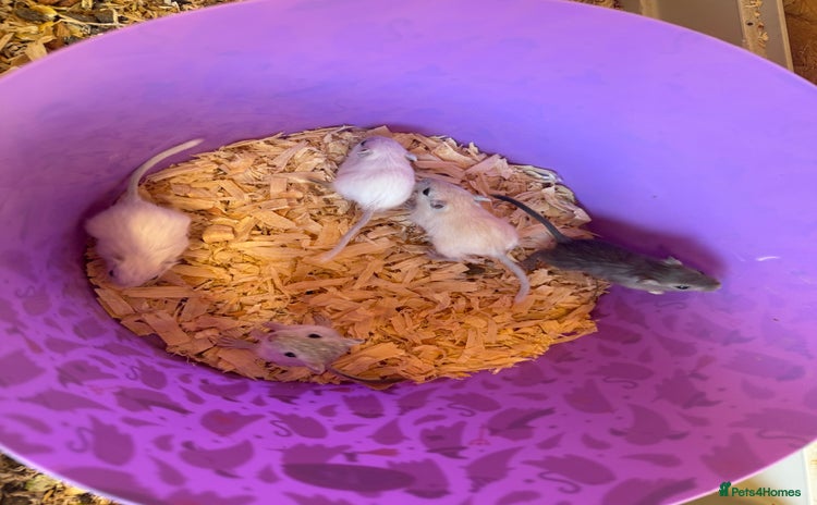 Gerbil rodents - Advert 1