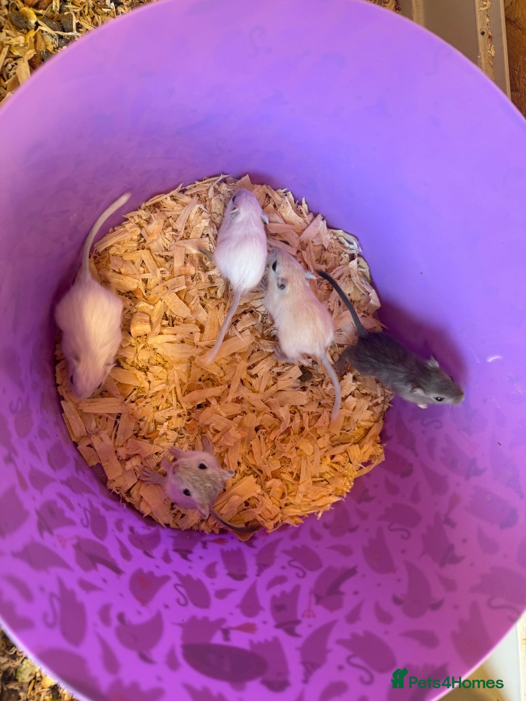 Gerbil rodents for sale: Baby gerbils  - Image 1