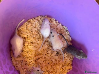 Gerbil rodents - Advert 3