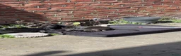Patterdale Terrier dogs for sale: 2 Year Old Patterdale Terrier  - Advert 3