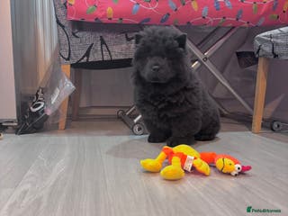 Chow Chow dogs Last Blue boy Chow Chow - Advert 4