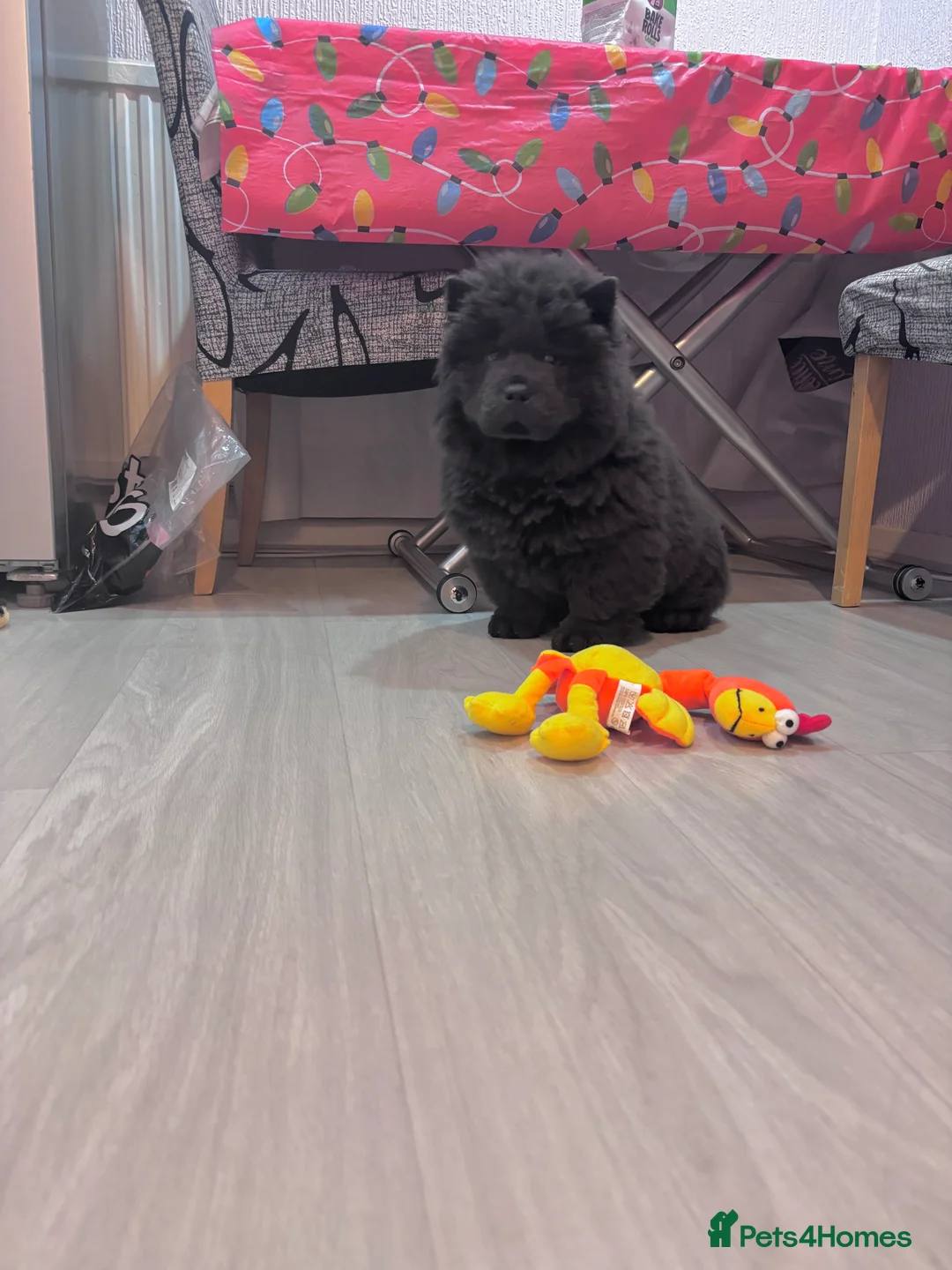 Chow Chow dogs for sale: Last Blue boy Chow Chow  - Advert 2