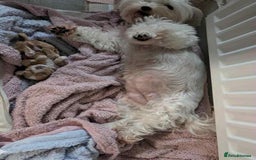 Maltipoo dogs for sale: F1 MALTIPOO BOY🩵🐶 - Image 12