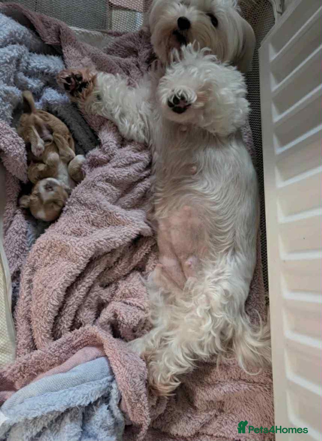Maltipoo dogs for sale: F1 MALTIPOO BOY🩵🐶 - Image 12
