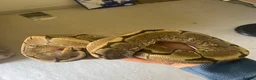 Python Snake reptiles for sale: Spider ball python - Advert 3