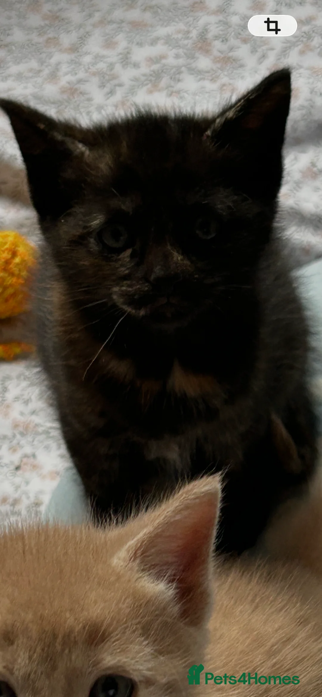 Domestic Shorthair cats for sale: Kitties looking for forever homes  - Advert 2