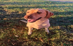 Labrador Retriever dogs for sale: 🐾 Loving Labrador Needs a New Home 🐾 - Image 4