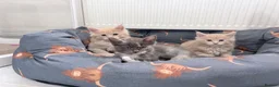Maine Coon cats for sale: Stunning Maine Coon Kittens - Advert 9