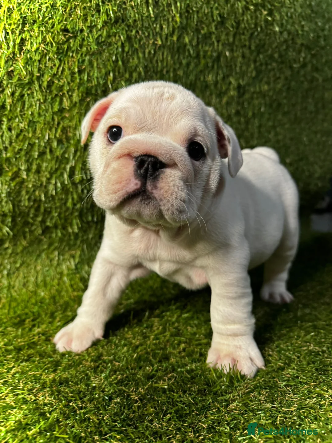 English Bulldog dogs for sale: English Bulldog Puppies - Advert 1