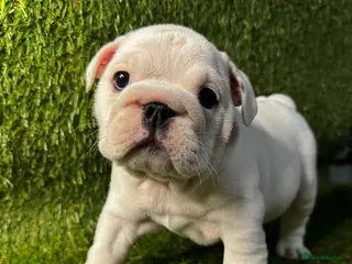 English Bulldog dogs English Bulldog Puppies Born Christmas Day - Advert 7