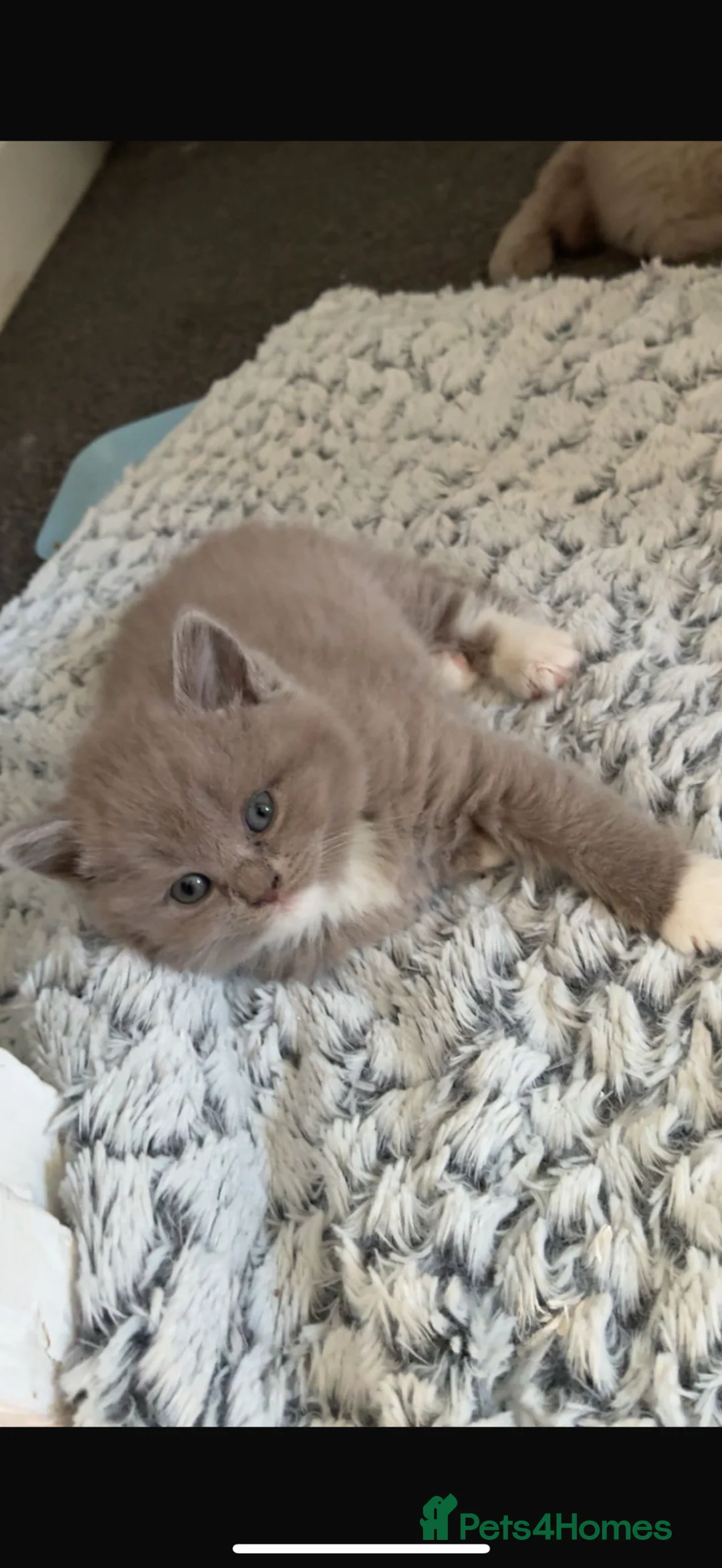 Mixed Breed cats for sale: British /snowshoe healthy kittens  in Carshalton - Advert 2