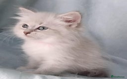 Siberian cats for sale: GCCF Registered Pure Siberian kittens For Sale.   - Image 9