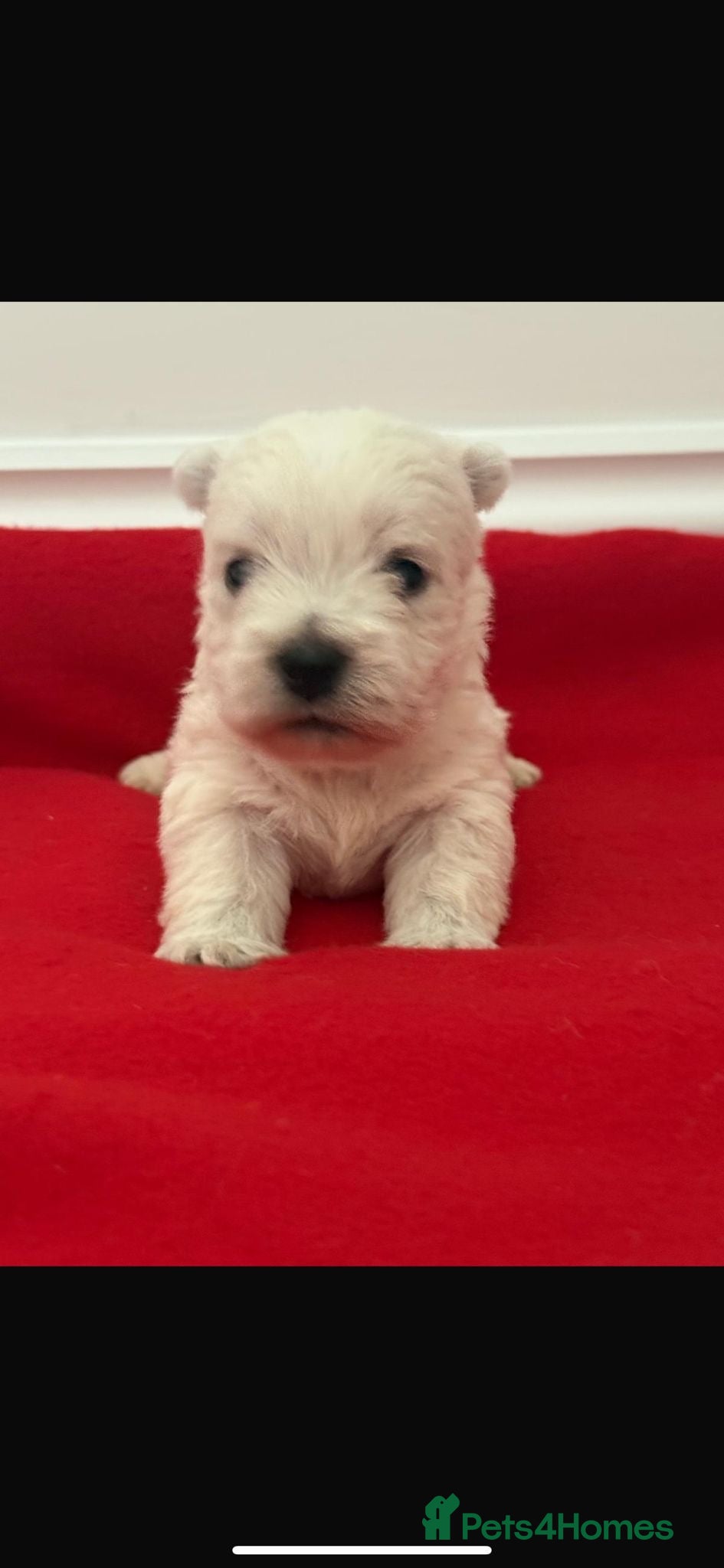 West Highland Terrier dogs KC West Highland Terriers 🧬 Health Tested Parents - Advert 12