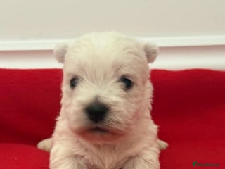 West Highland Terrier dogs KC West Highland Terriers 🧬 Health Tested Parents - Advert 9
