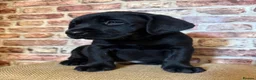 Labrador Retriever dogs for sale: BLACK LAB PUPS 270 CLEAR DNA - READY NOW  - Advert 13
