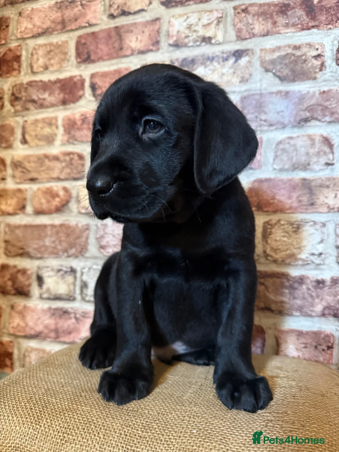 Labrador Retriever dogs for sale: BLACK LAB PUPS 270 CLEAR DNA - READY NOW  - Advert 13