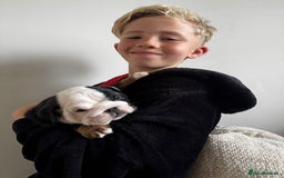 English Bulldog dogs for sale: Stunning litter of coloured Bulldogs home reared - Advert 13