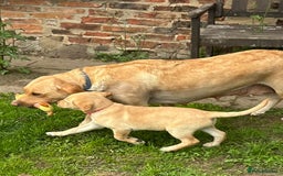 Labrador Retriever dogs for sale: Ready to go! KC reg Labradors (yellow/Foxred) - Image 23