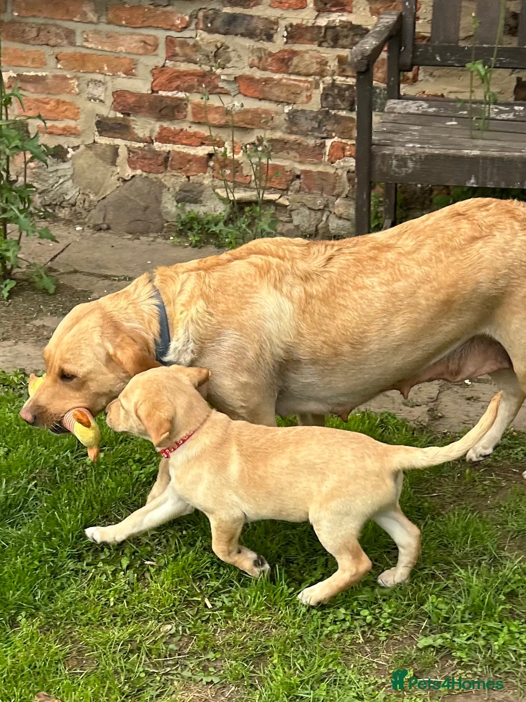 Labrador Retriever dogs for sale: Ready to go! KC reg Labradors (yellow/Foxred) - Image 23