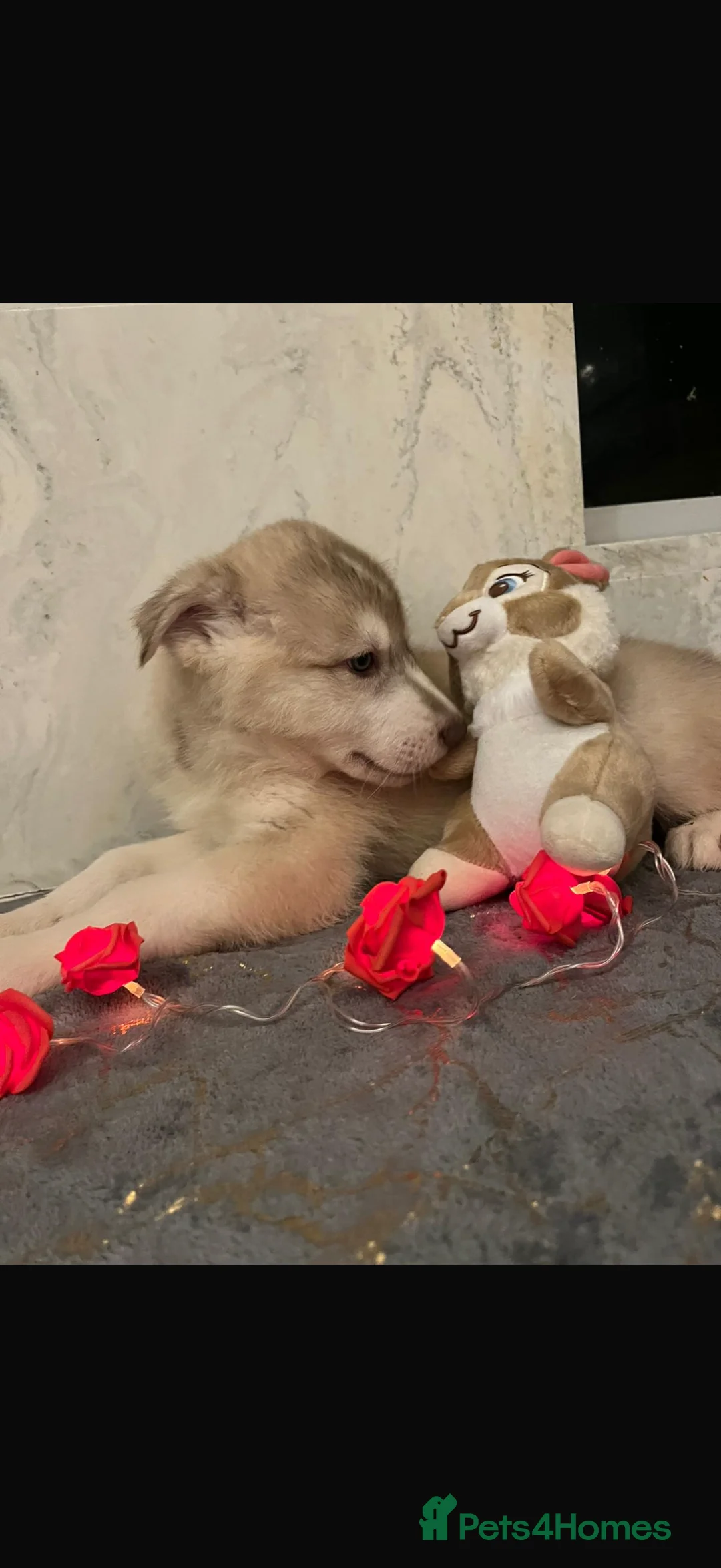 Shepsky dogs for sale: Northern innuit puppies - Advert 2