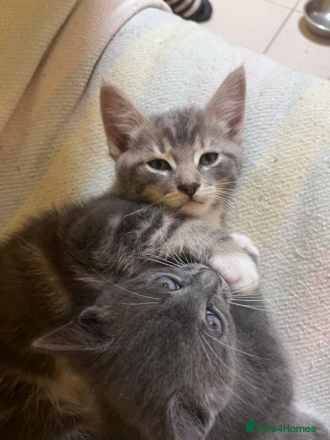 British Shorthair cats for sale: Gorgeous friendly kittens - Image 4