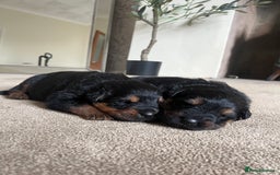 Mixed Breed dogs for sale: Rottweiler x German shepherd male puppies - Image 1