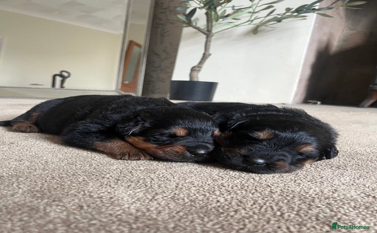 Mixed Breed dogs - Advert 15