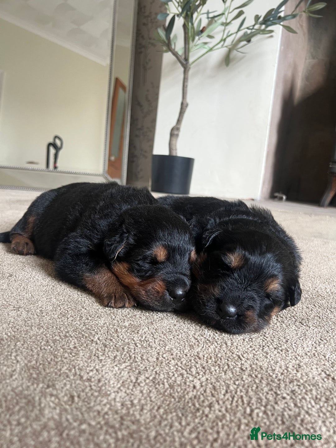 Mixed Breed dogs for sale: Rottweiler x German shepherd male puppies - Image 1