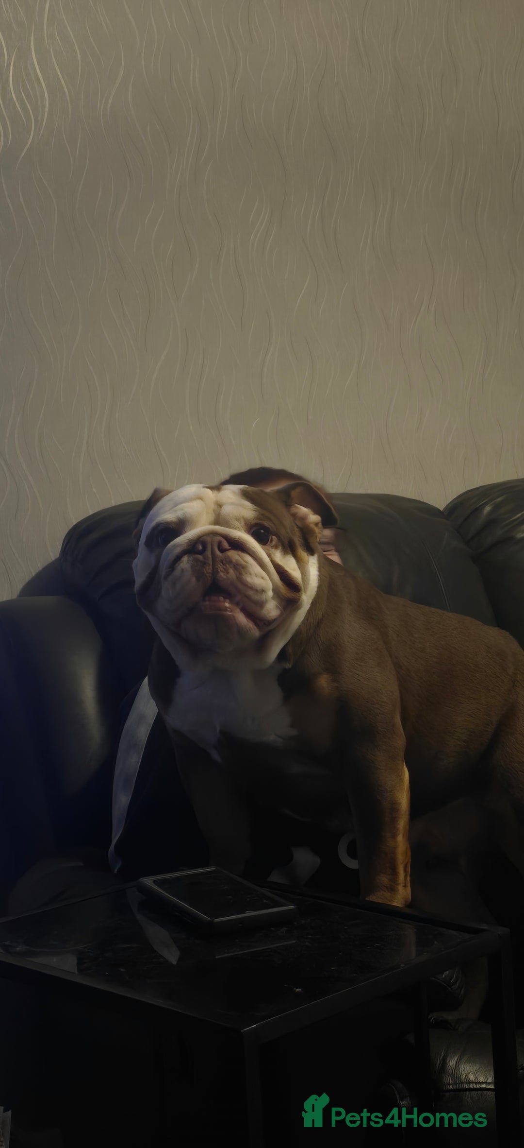 English Bulldog dogs for sale: Our little beauty  - Image 4