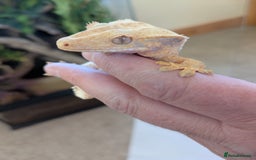 Gecko reptiles for sale: Beautiful Female Crested Geckos    - Image 11