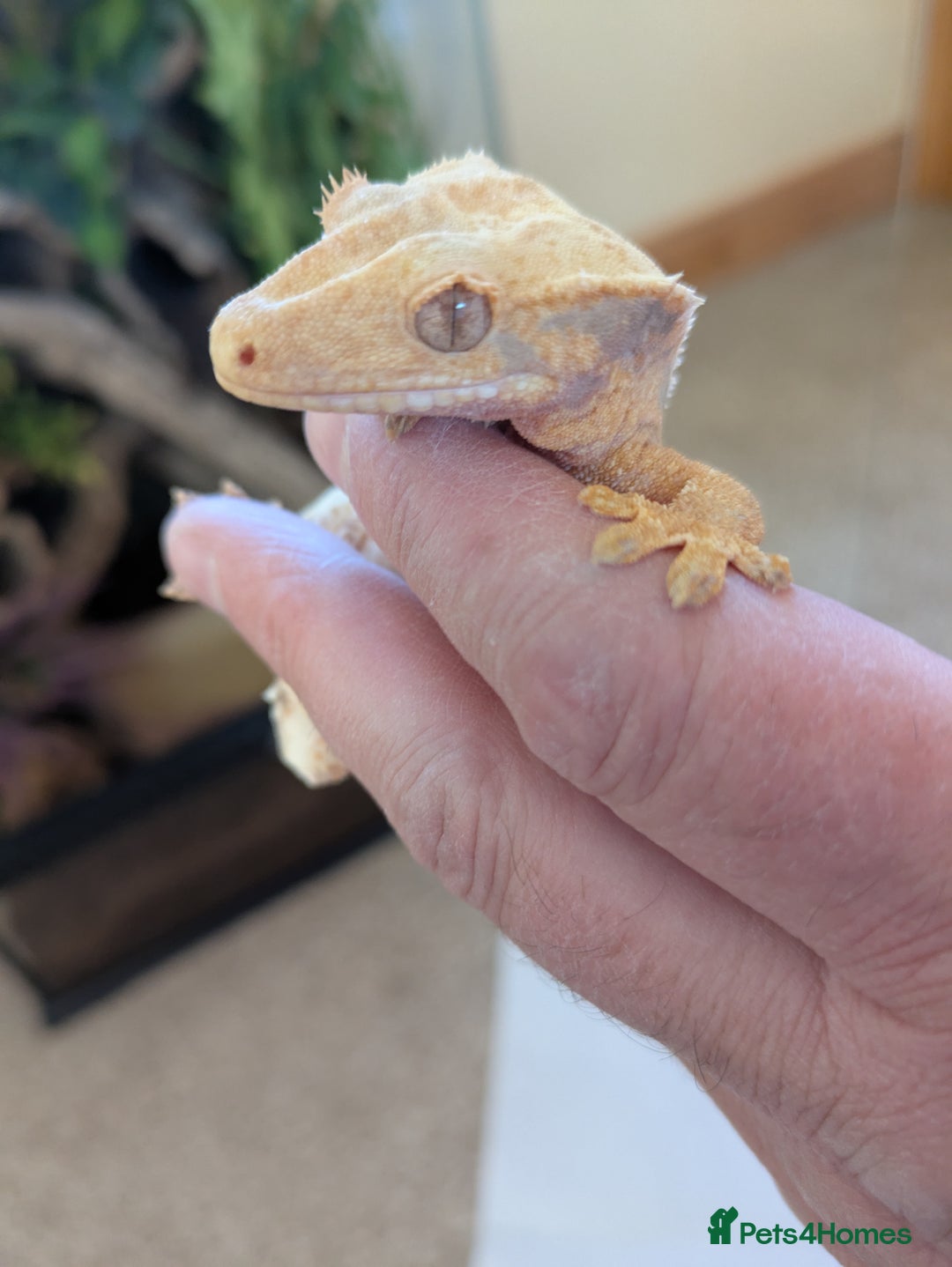 Gecko reptiles for sale: Beautiful Female Crested Geckos    - Image 11