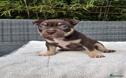American Bully dogs for sale: 3 Stunning Pocket American bully  - Image 16