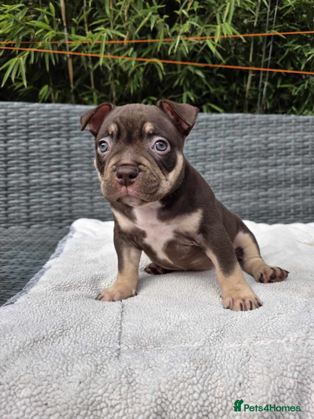 American Bully dogs for sale: 3 Stunning Pocket American bully  - Image 16