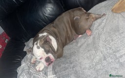 Mixed Breed dogs for sale: 7 month old QUALITY ENGLISH BULLDOG - Image 6