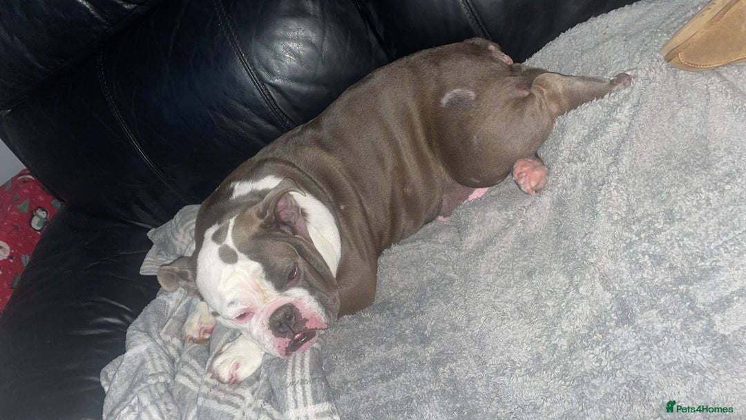 Mixed Breed dogs for sale: 7 month old QUALITY ENGLISH BULLDOG - Image 6