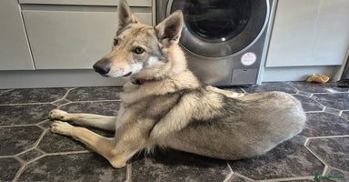 Saarloos Wolfdog dogs - Advert 10