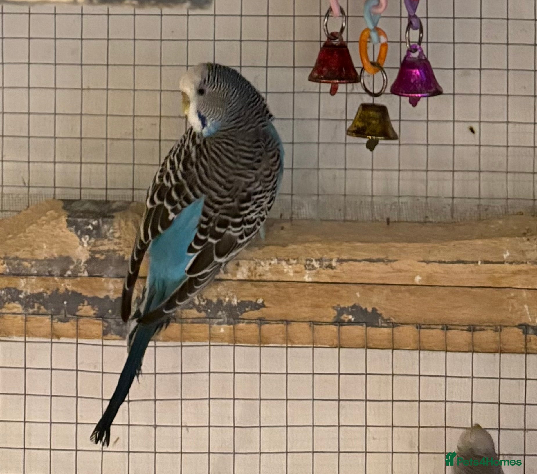 Budgerigars birds Young female budgies for sale  - Advert 19