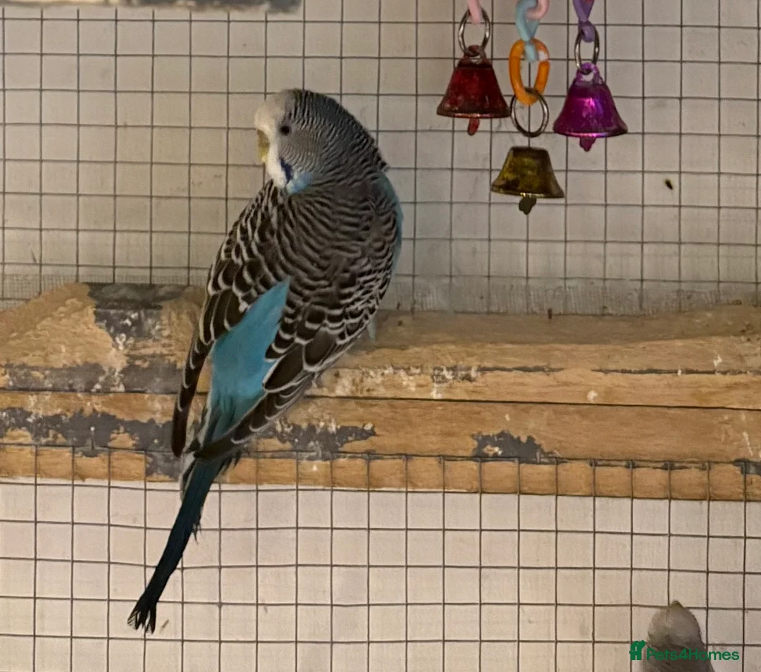 Budgerigars birds for sale: Young female budgies for sale  - Advert 1