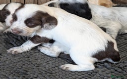 Cocker Spaniel dogs for sale: 2 x BOYS - KC Reg Working Cocker Spaniels - Image 11
