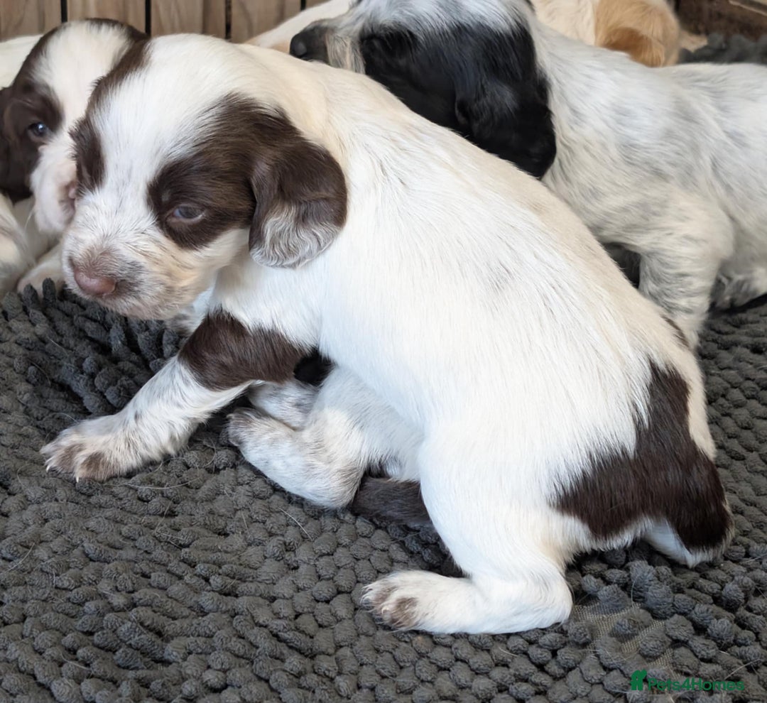 Cocker Spaniel dogs for sale: 2 x BOYS - KC Reg Working Cocker Spaniels - Image 11
