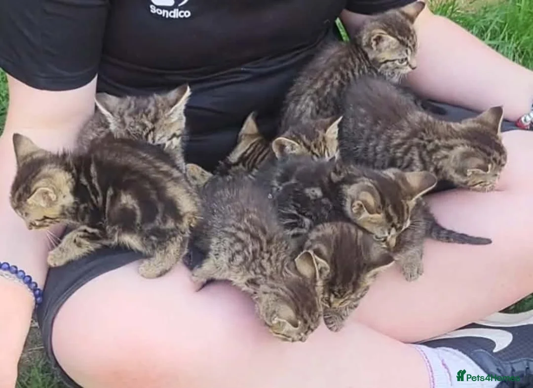 British Shorthair cats for sale: Gorgeous Tabby shorthairs - Advert 1