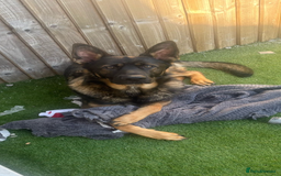 German Shepherd dogs for sale: 15 month old male German Shepherd Called BEAR, - Image 4